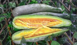 网红吃瓜爆料情报处,揭秘娱乐圈幕后真相，吃瓜群众齐围观